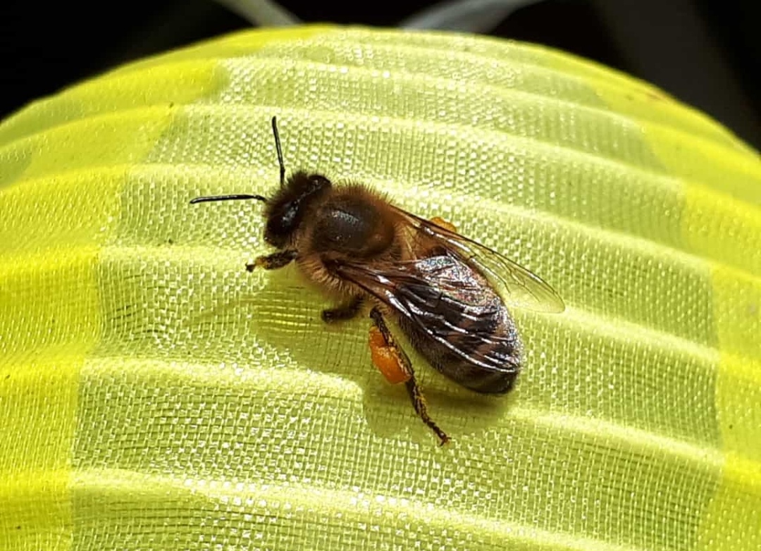 7 Fakten über ... Bienen