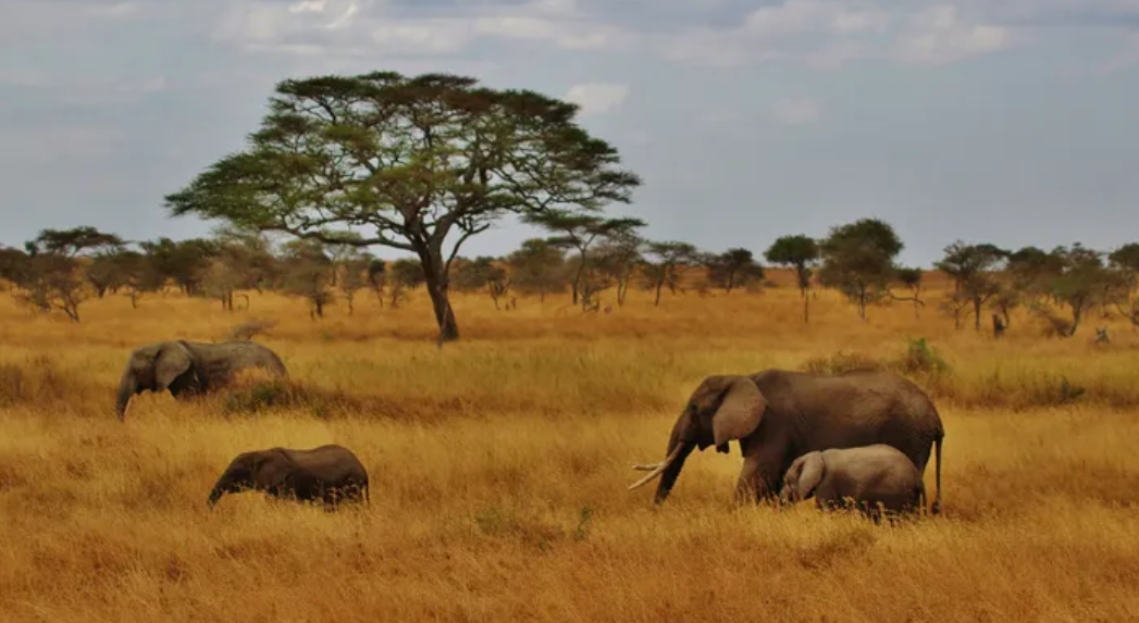 5 Fakten über ... die Serengeti